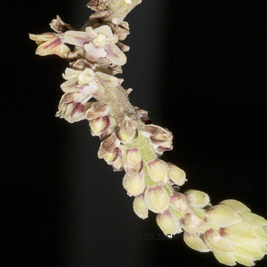 Vanda Cleisomeria Pilosulum Rare Exotic Orchid