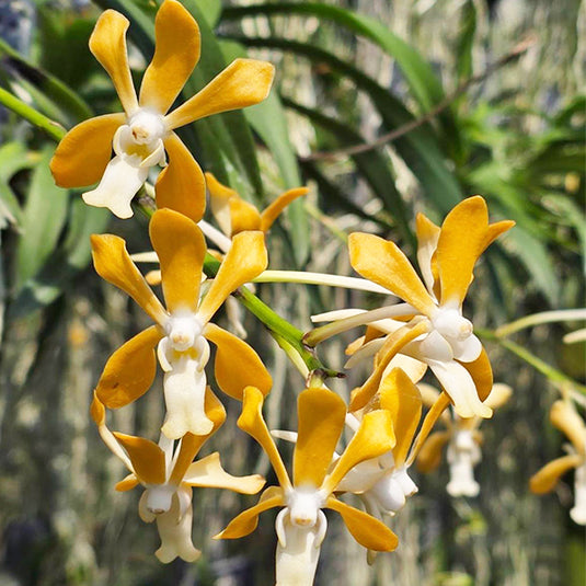 Vanda Dendroniana x Vanda Falcata Rare Exotic Orchid