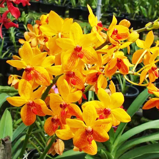 Vanda Kagawara Sandy Gold Rare Exotic Orchid