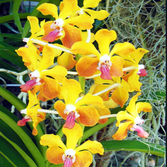 Vanda Lamellata x Van Mem Tianchai Rare Exotic Orchid