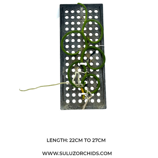 Papilionanthe Teres Var Alba Olympic Rin (OLIMPIC RIN) Rare Exotic Orchid