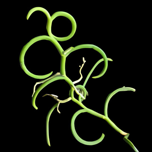 Papilionanthe Teres Var Alba Olympic Rin (OLIMPIC RIN) Rare Exotic Orchid