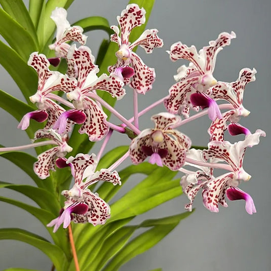 Vanda Tricolor Rare Exotic Orchid