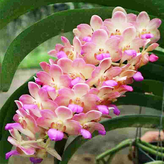 Vanda Witipanara Manoonya Rare Exotic Orchid