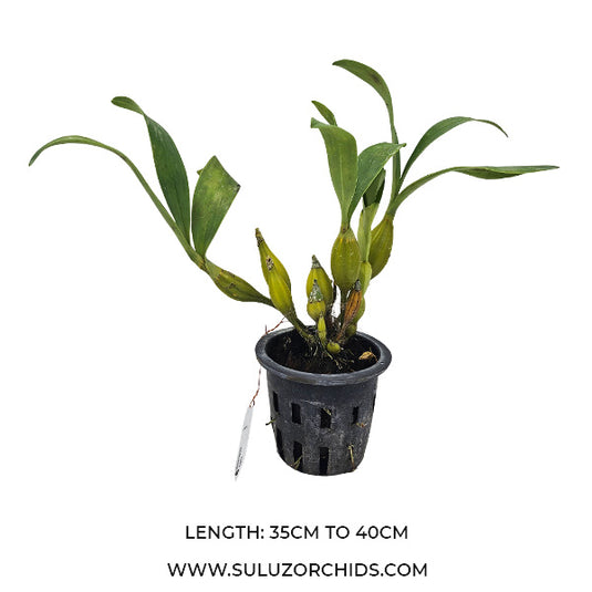 Dendrobium Chrysotoxum ( CHSTX ) Rare Exotic Orchid