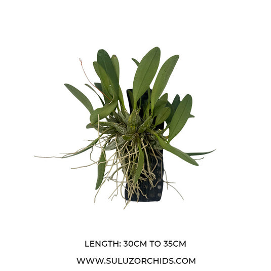 Dendrobium Lindleyi (LINDLEY) Rare Exotic Orchid