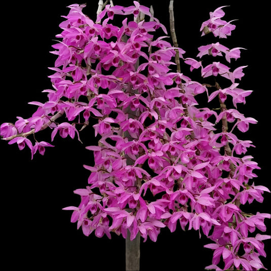 Dendrobium Nestor Full Lip Rare Exotic Orchid