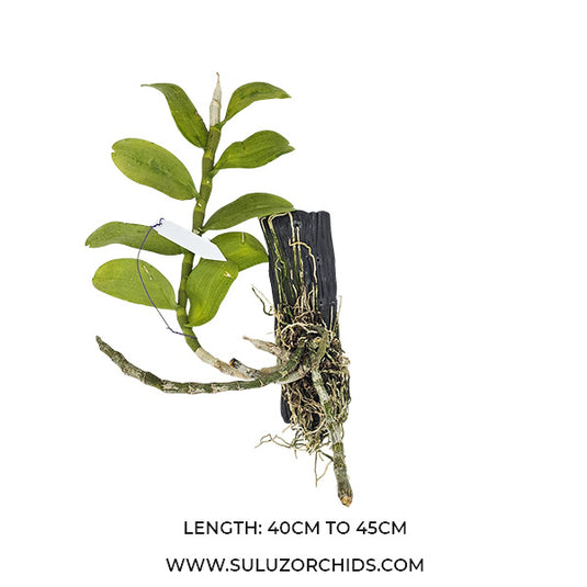 Dendrobium Parishii ( PARIS ) fragrant Rare Exotic Orchid