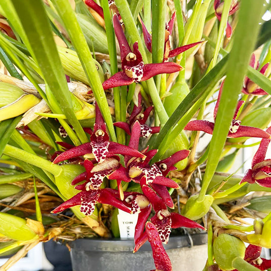 Oncidium Rare - Exotic Orchid Maxillaria Tenuifolia - Coconut Fragrance Flower