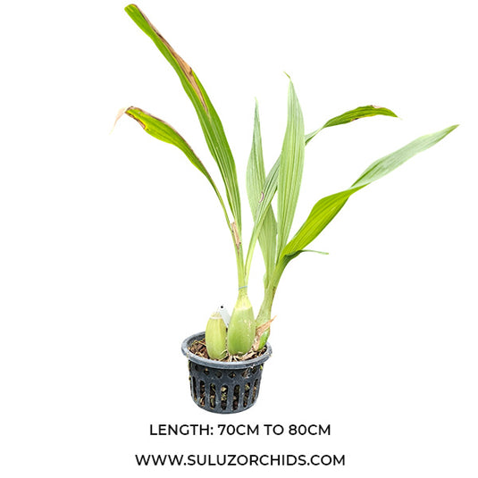 Oncidium Rare - Exotic Orchid Peristeria Pirotia