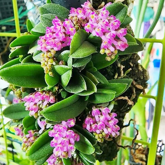 Oncidium Rare - Exotic Orchid Schoenorchis Fragrans