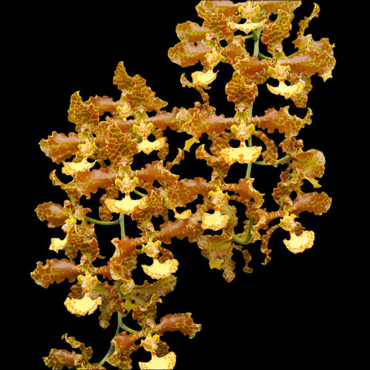 Oncidium Exotic Orchid Trichocentrum Stacyi