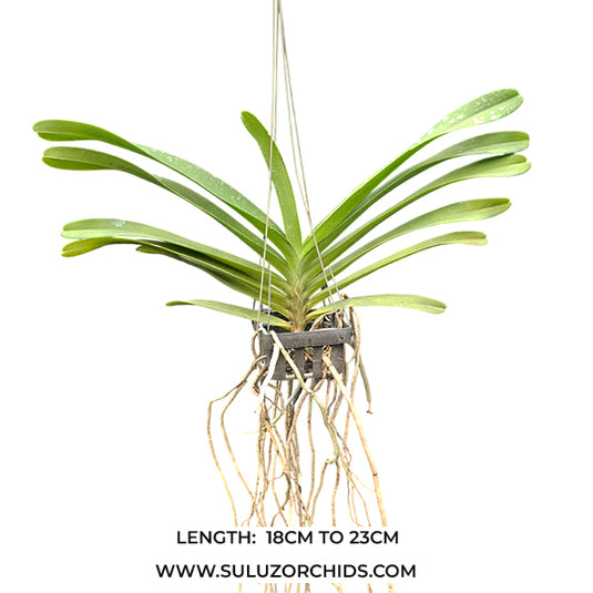 Renanthera Orchid Ren.(Azimah x Bangkok Sunset) Mature