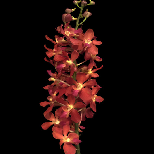 Renanthera Orchid Ren.(Azimah x Bangkok Sunset) Mature