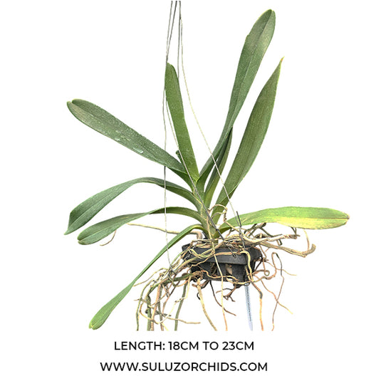 Renanthera Orchid Plant Azimah Rhy Gigantea Mature