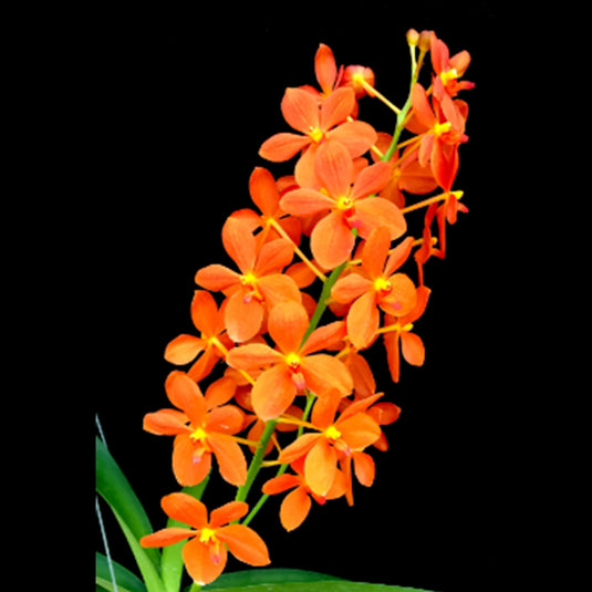 Renanthera Orchid Plant Jairak Orange Mature