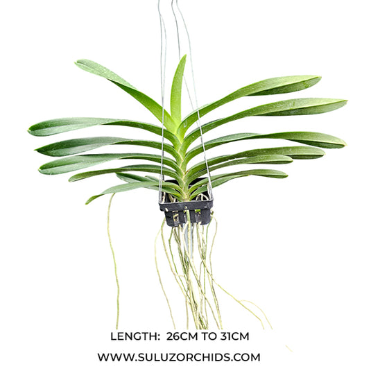 Renanthera Orchid Plant Jairak Orange Mature