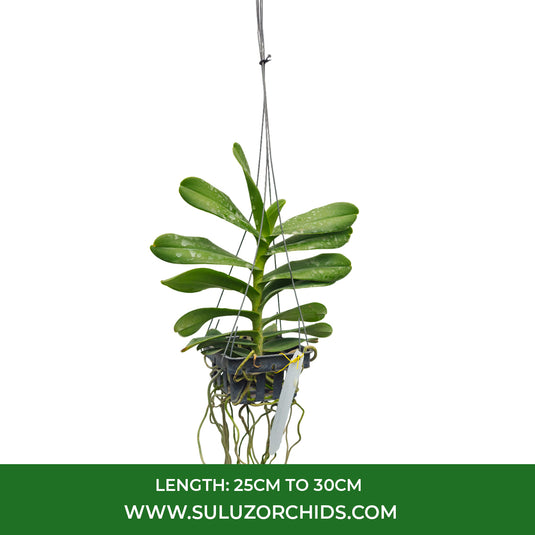 Renanthera Orchid Plant Gerald Tan Mature