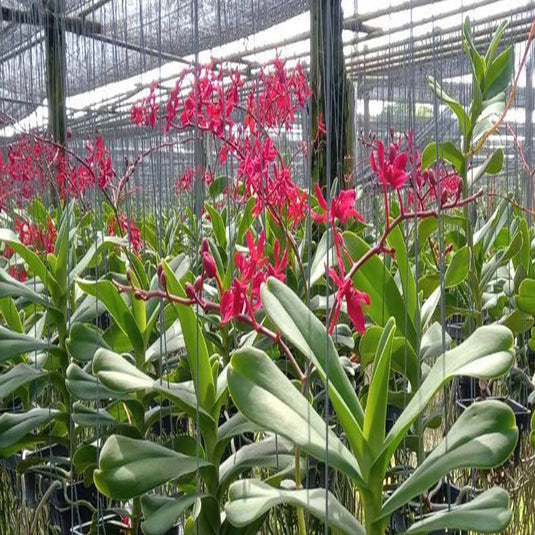 Renanthera Orchid Plant Gerald Tan Mature