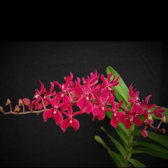 Renanthera Orchid Plant Azimah Rhy Gigantea Mature