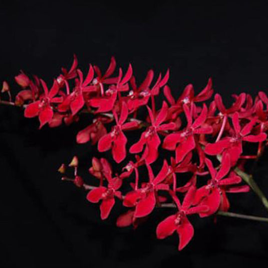 Renanthera Orchid Plant Azimah Bangkok Flame #2 Seedling