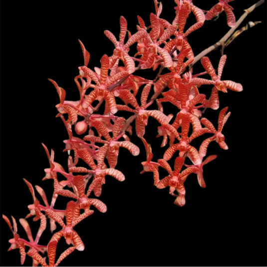 A Renanthera orchid plant named Azimah Storiei, featuring bright red blooms with intricate patterns.