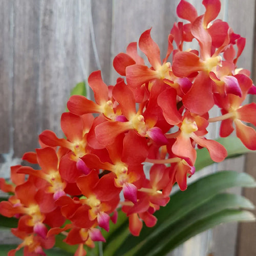 A Renanthera orchid plant named Azingmah - Bangkok Sunset, showcasing stunning orange and red blooms with intricate patterns