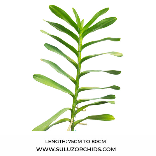 Renanthera Orchid Plant Storei - Bangkok Beauty Mature