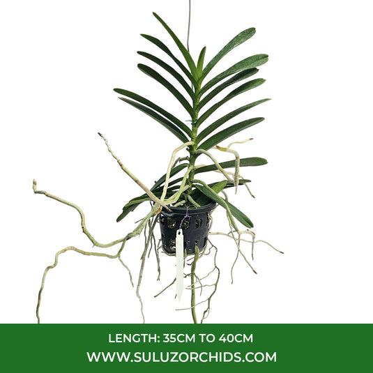 Renanthera Orchid Plant Suwannaphum Blazing Scarlet (Sunrise x Imschootiana) Mature