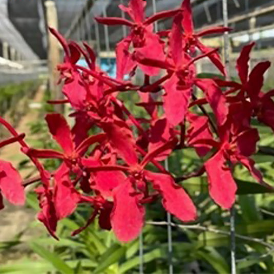 Renanthera Orchid Plant Zachary Phoon Jun Ze Mature