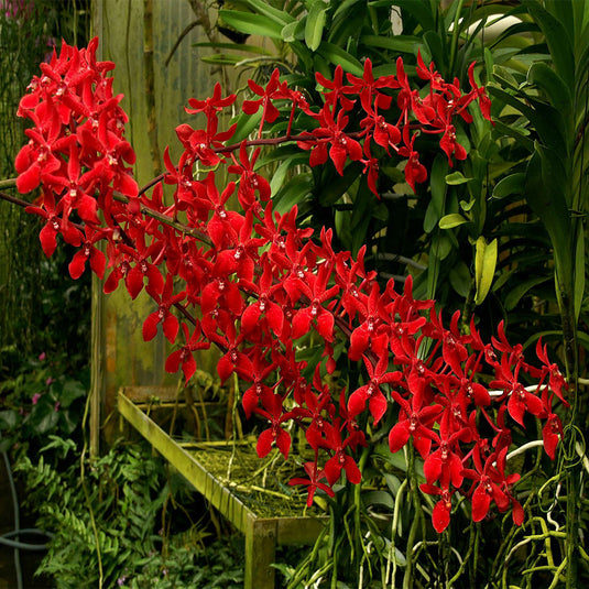 Renanthera Orchid Plant Storei - Bangkok Beauty Mature