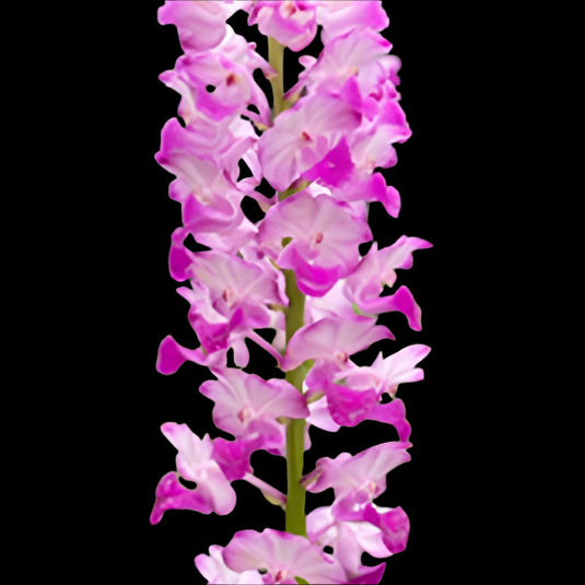 Vanda Orchid Rhychostylis Coelestis Pink (hyb.no.7) Mature