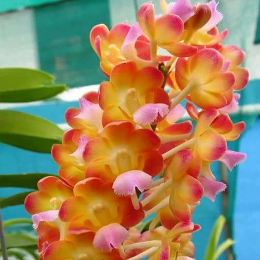 Vanda Orchid Plant - Rhynchorides Bangkok Sunset Mature