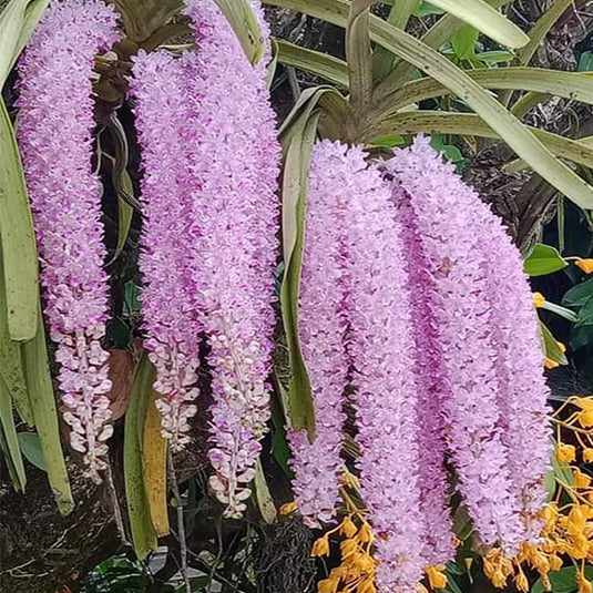 Rhynchostylis Hybrid Orchid Plant Gigantea Blue Seedling