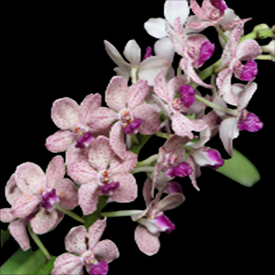 Rhynchostylis Hybrid Orchid Plant (Gigantea Blue x V.tessellata) x Denisoniana Mature