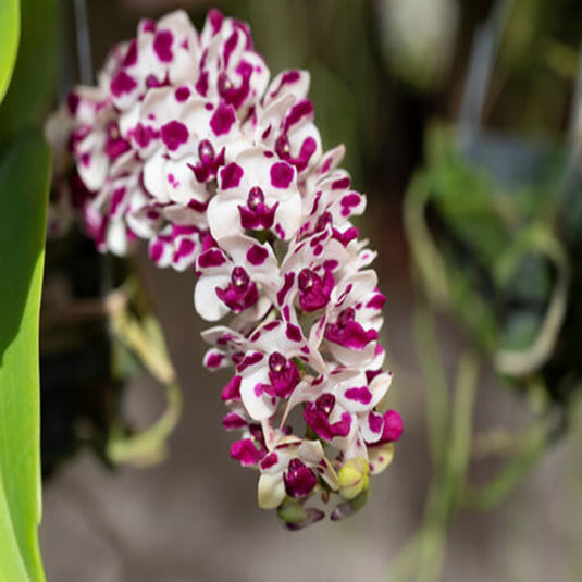 Rhynchostylis Hybrid Orchid Plant Gigantea Cartoon Mature