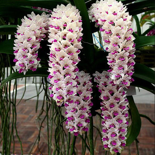 Rhynchostylis Hybrid Orchid Plant Gigantea Hook Eriana Mature