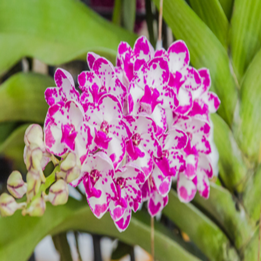 Rhynchostylis Hybrid Orchid Plant Gigantea Ply Mature