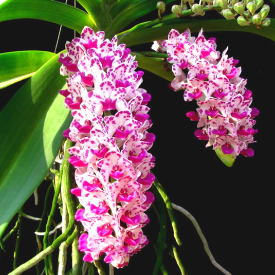 Rhynchostylis Hybrid Orchid Plant Gigantea Spotted Mature