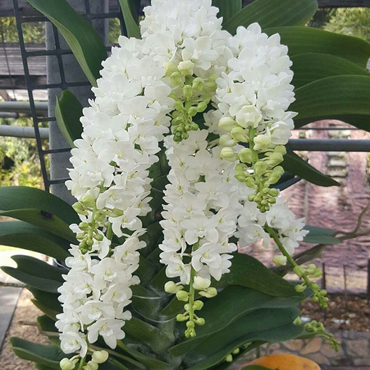 Rhynchostylis Hybrid Orchid Plant Gigantea White Mature