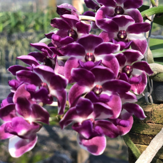 Rhynchostylis Hybrid Orchid Plant Gigantea Blue Mature