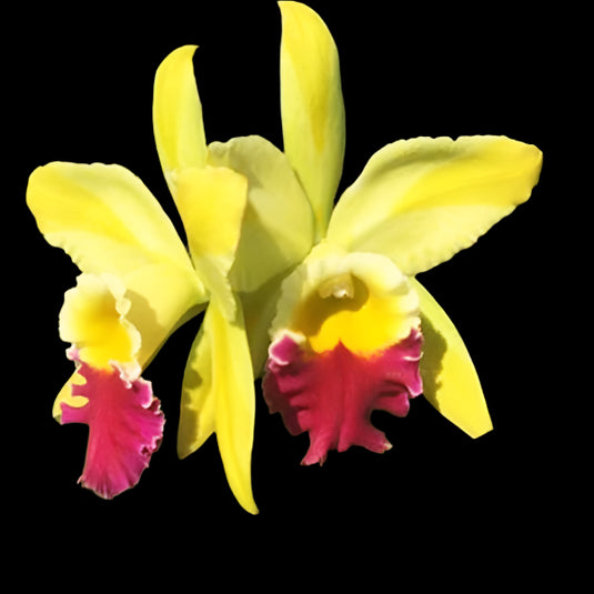 Cattleya orchid Rlc.Green Rattana 'Golden Angel' greenish yellow flower with golden tones and ruffled petals