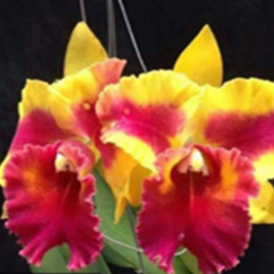 Cattleya Orchid Plant Rlc.Siam Fancy - Wing of Fire Seedling