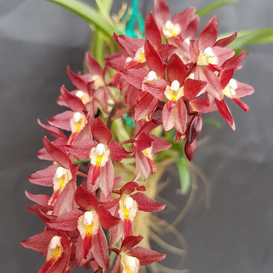 Oncidium Exotic Orchid Rodridenia Woonleng Red Gem
