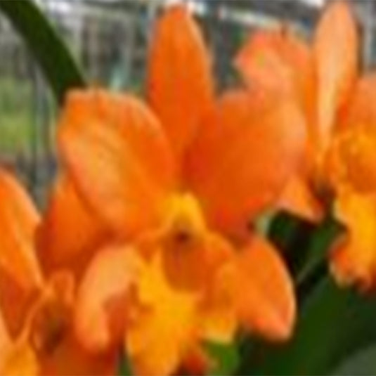 Cattleya Orchid Plant Rth.Netrasiri Star Bright Orange Seedling