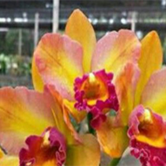 Cattleya Orchid Plant Rth.River Kwai Rainbow Seedling
