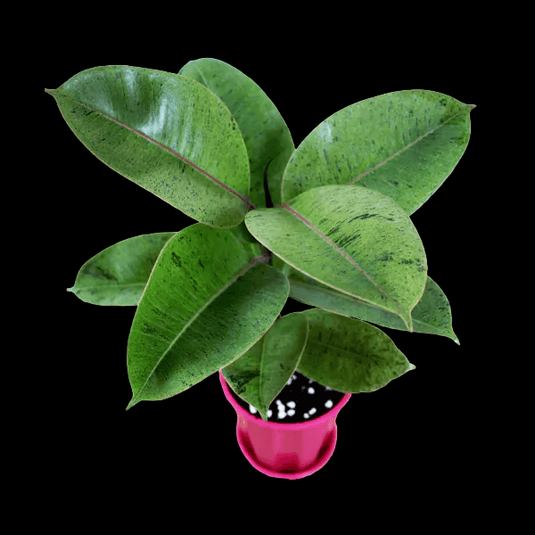Rubber Plant Green Jiffy Potted