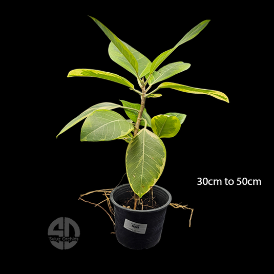 Rubber Plant Variegated Jiffy Potted