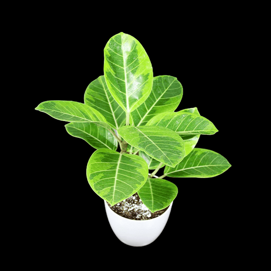 Rubber Plant Variegated Jiffy Potted