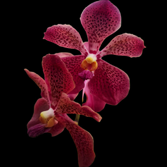 Mokara Orchid (Sayan x V.Dr.Anek ) (Mericlone) - Mature Big Top Cutting - Ready To Flower